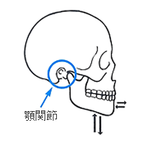 実際に咬むときの動き